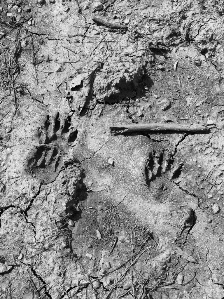 Black and white photograph of an animal paw print pressed into dried mud